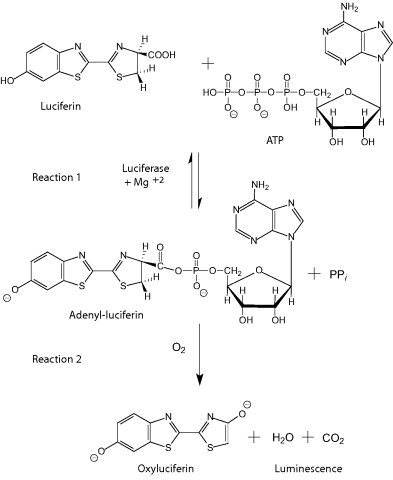 Cas 61970-00-1 荧光素酶
